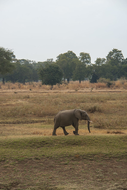 Zambia_LionCamp_4_campview_elephant