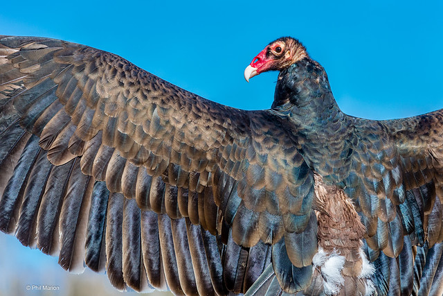 Turkey vulture - Canadian Raptor Conservancy