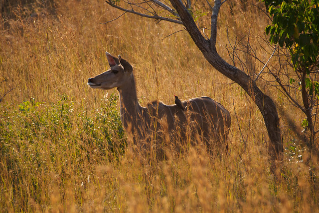 Kudu ♀ in long grass - P4140636