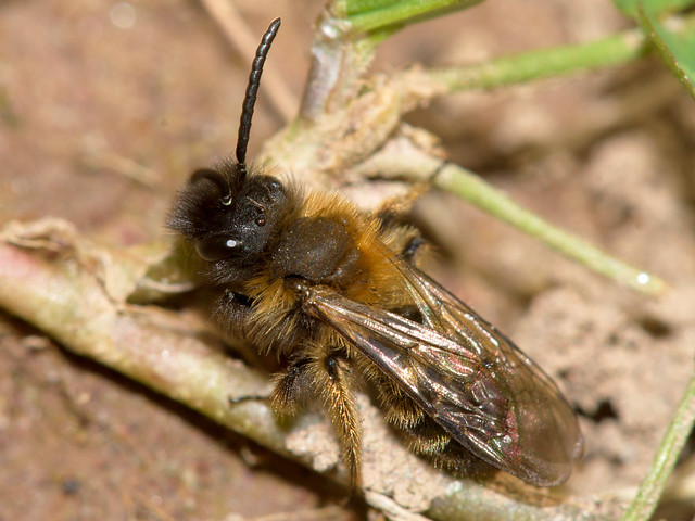 Andrena (Euandrena) bicolor (Gwynne's Mining-bee) / female