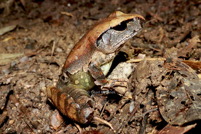 Northern Barred Frog (Mixophyes schevilli)