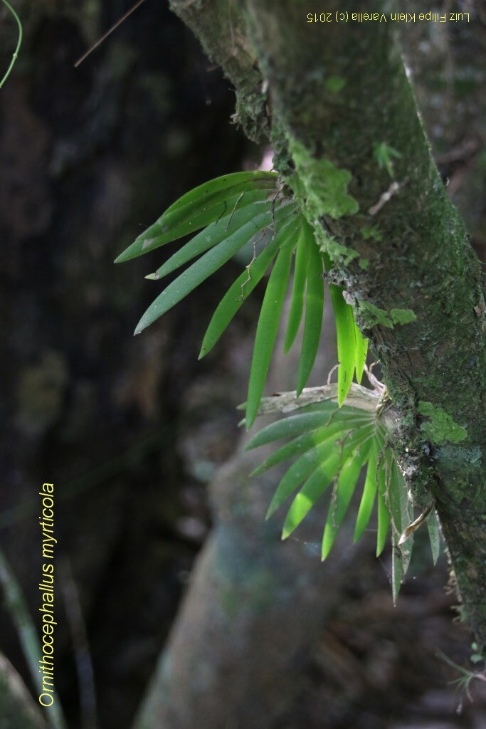 Ornithocephallus myrticola no habitat