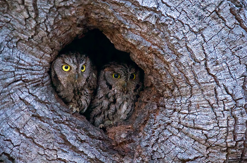 A couple Western Screech Owls