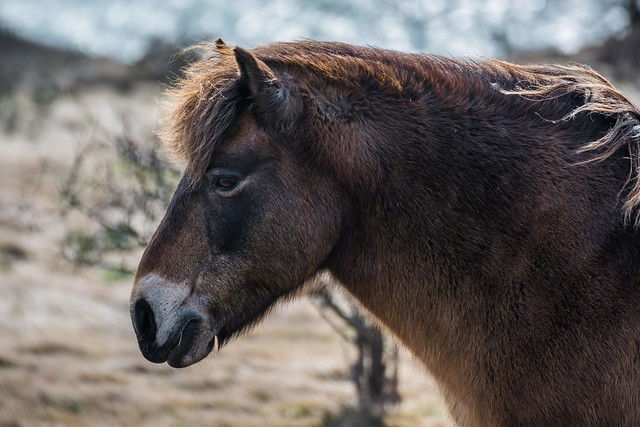 Exmoor Pony at The White Cliffs