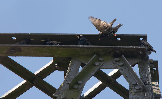 Starlings Derbyshire 31-03-15 Ian W