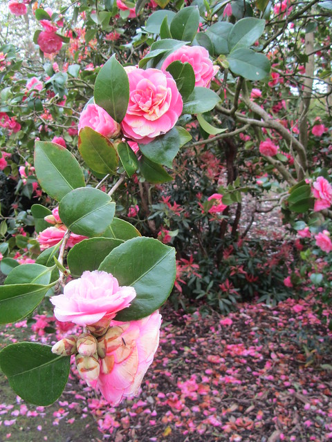 UK - London - Kew - Kew Gardens - Pink camellias