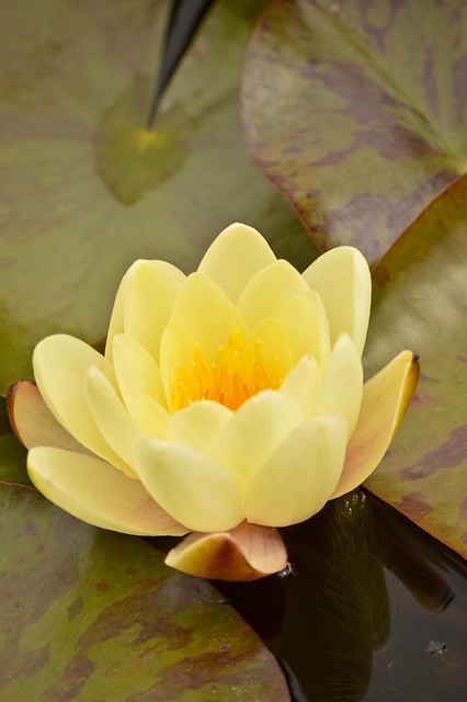 Water Lily At Raby