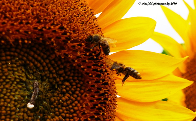 Westliche Honigbiene (Apis mellifera) / Western honeybee