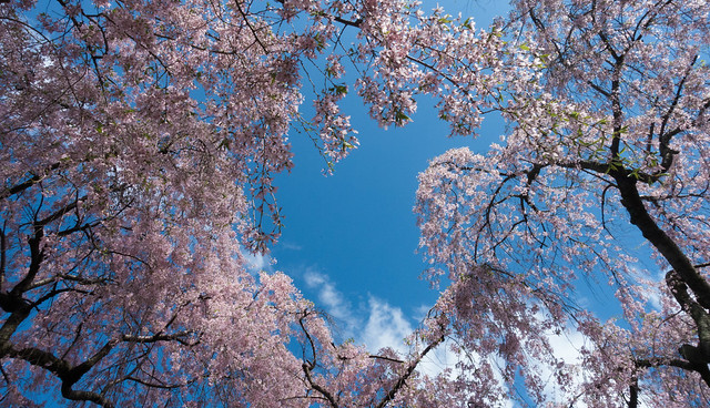 Cherry Blossoms at the Missouri Botanical Garden