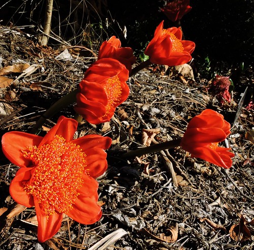 flowers nature floral garden landscape australia victoria geelong geelongbotanicgardens 2015330n
