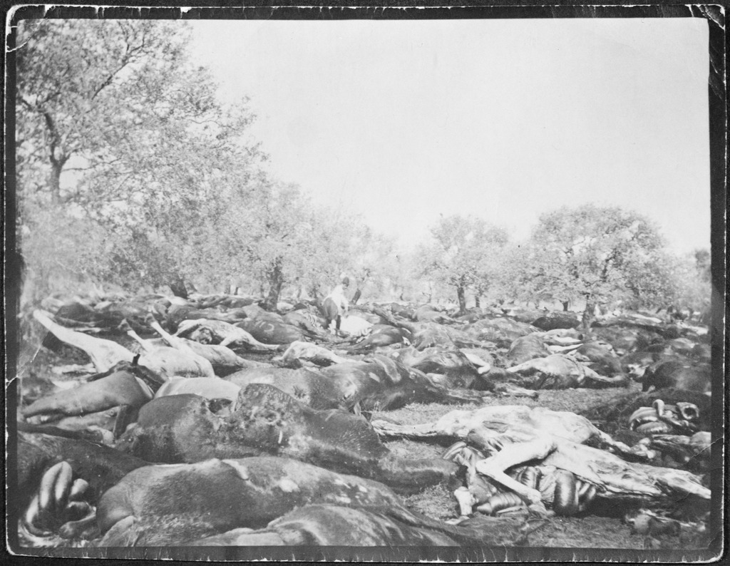 Horses of the 3rd Light Horse Brigade destroyed after armistice, Tripoli, Syria, 1918 / R.N. Wardle