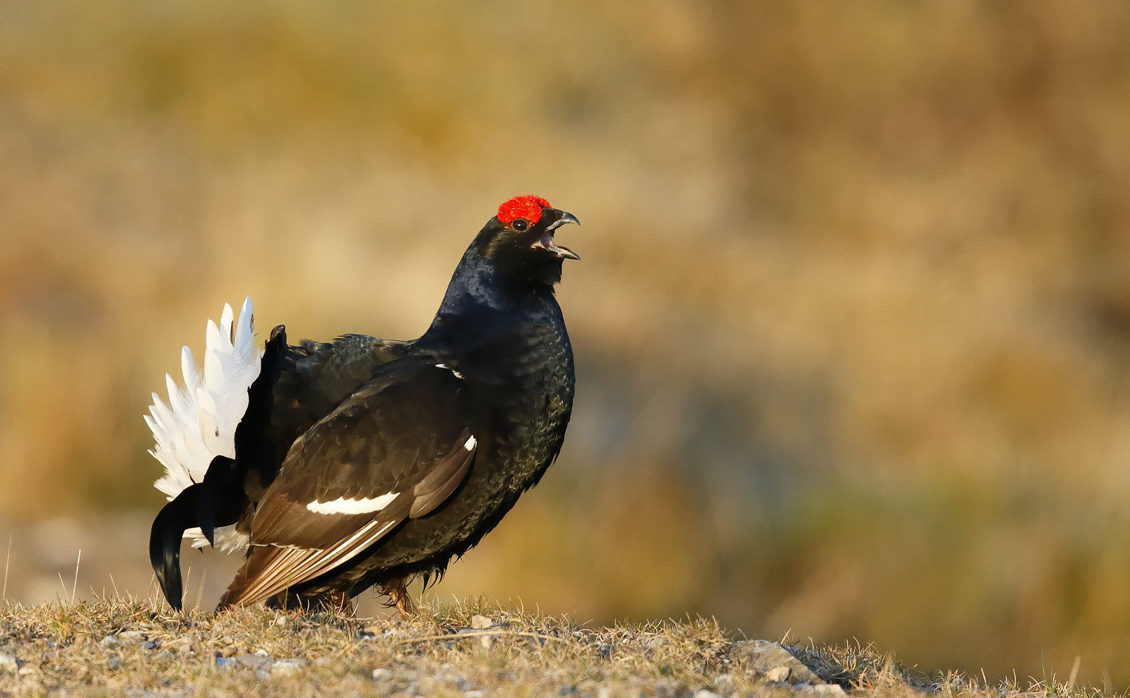 Black Grouse, Wales