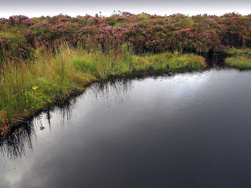 Bog heather surrounds a pond in the Antrim Glens, Ireland, UK