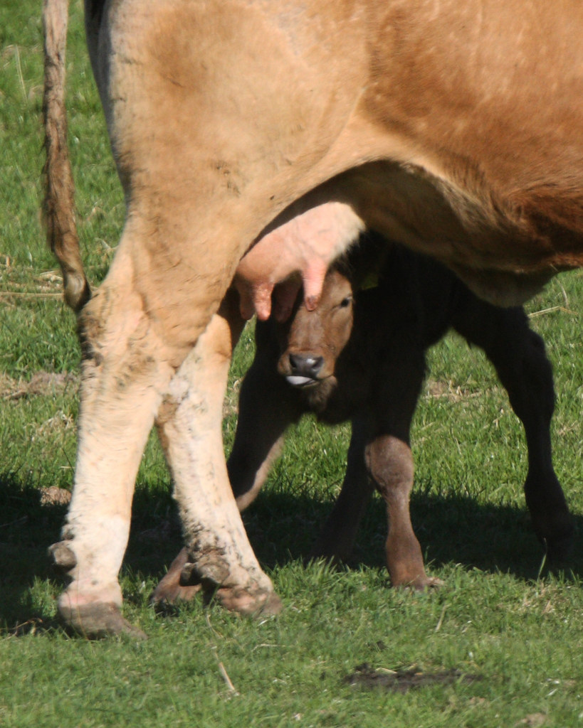 COW CALF FEEDING, SOUTH OXFORDSHIRE FARMLAND.