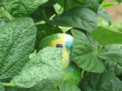 Peek-A-Boo | by kkcrittercrazy