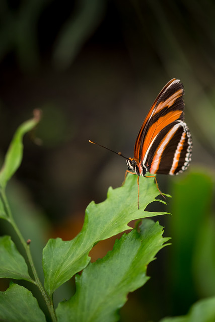 Schmetterling Dryadula phaetusa