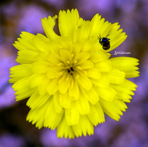 Flower & Insect | by haidarism