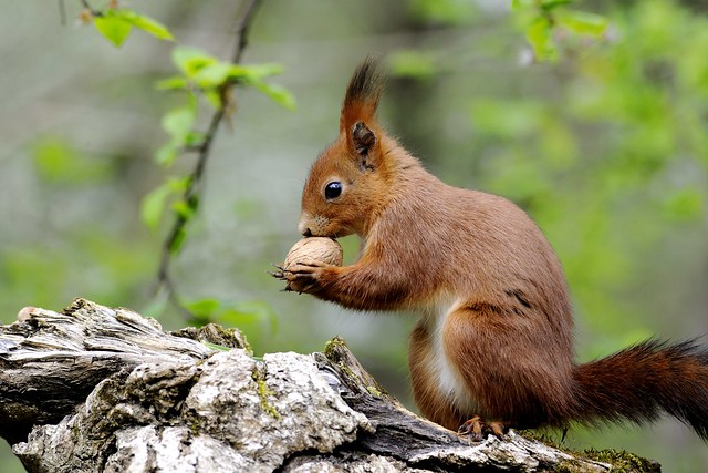 Red squirrel, it's my nuts !!!!!!!!