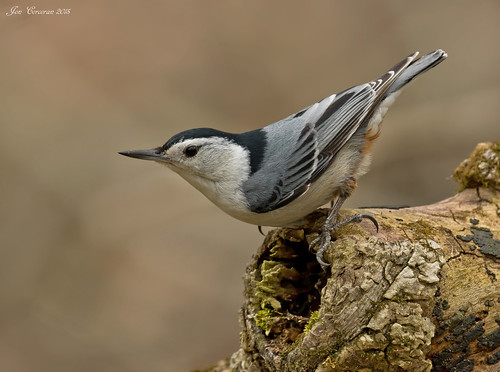 White-breasted Nuthatch (Adult Male) | by Jon Cormorant