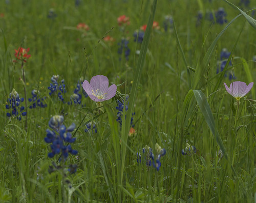 spring texas wildflowers bluebonnets washingtononthebrazos brazosriver