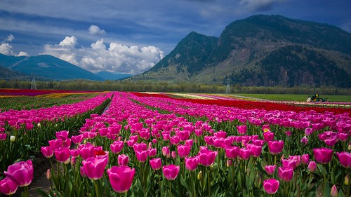 flowers canada dutch festival kent spring nikon bc britishcolumbia sigma wideangle tulip april dslr visitors fraservalley agassiz tulipfarm seabirdisland d7000