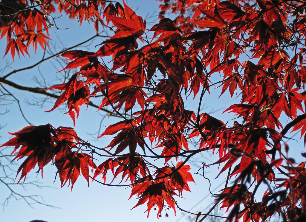 Acer palmatum (Japanese maple tree) (Newark, Ohio, USA) 1