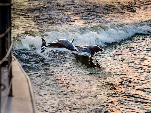 surf wake florida surfing fav20 dolphins evergladesnationalpark fav10 10000islands enp tenthousandislands uscopyrightregistered2013