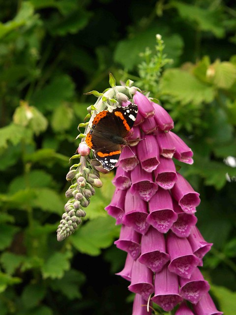 Foxglove and Red Admiral