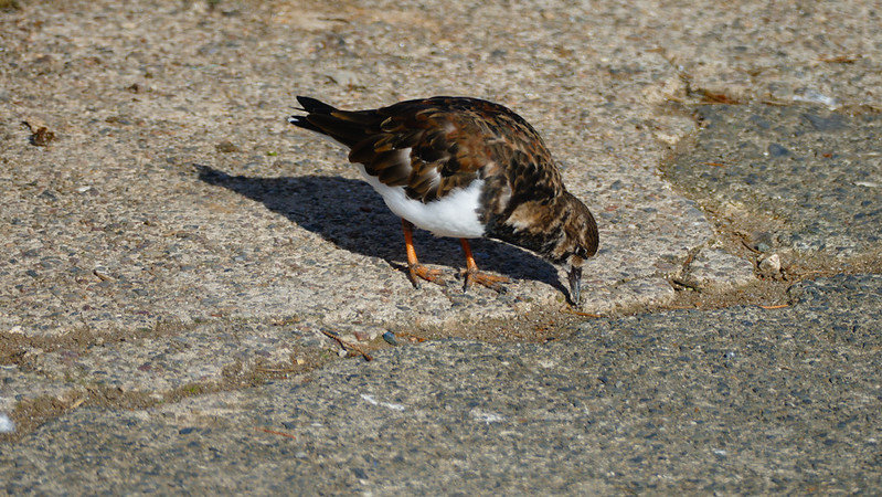 Turnstone, Newlyn harbour