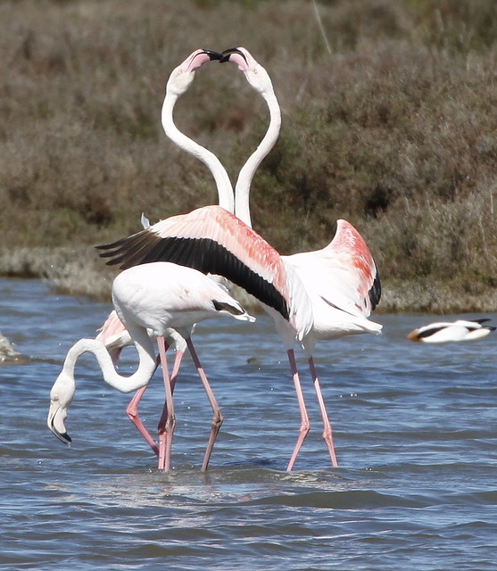 Flamingos in Mallorca