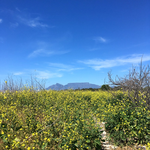 robbenisland tablemountain capetown flowers yellow view scenery 2017 september path nature mountain southafrica westerncape fieldwork iphone iphonography iphonese