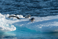 Focas cangrejeras | Crabeater seals on ice floe | Lobodon carcinophagus