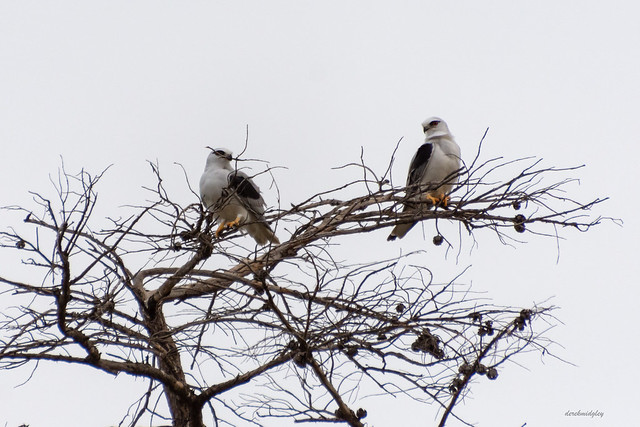 Black-shouldered Kite : Nesting is the plan!
