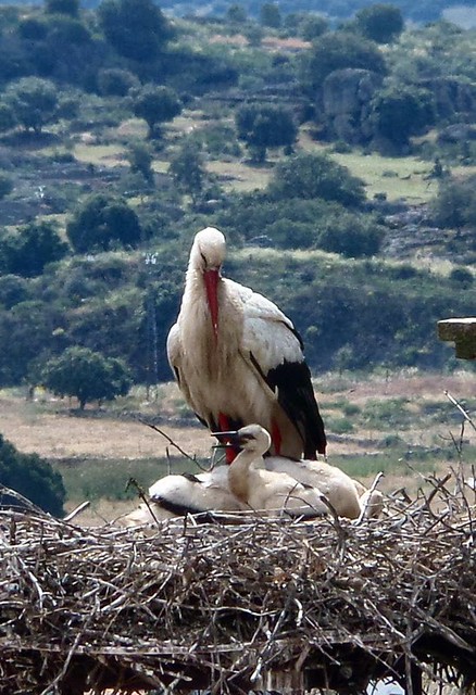 Storks in Trujillo