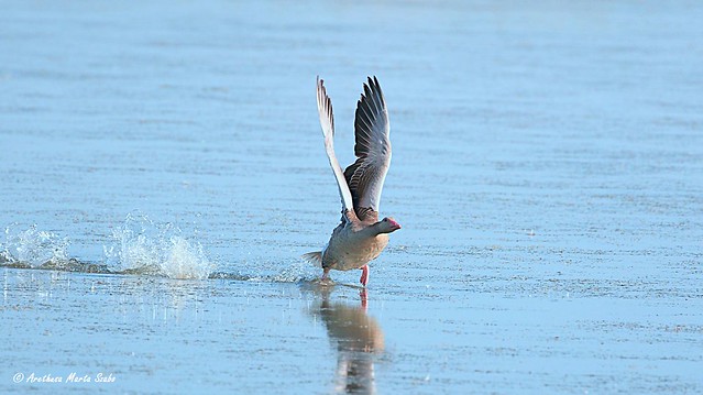 Greylag goose running on the lake - Nyári lúd rohan a vízen