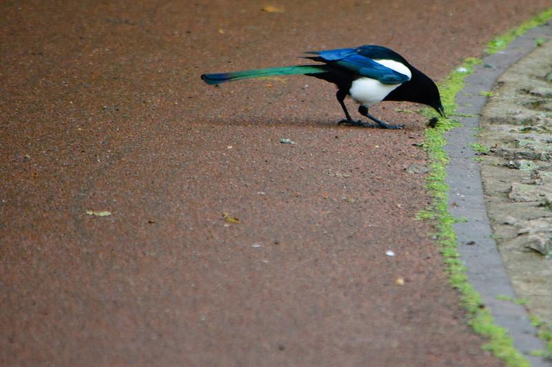 Hungry magpie stooping, West Park