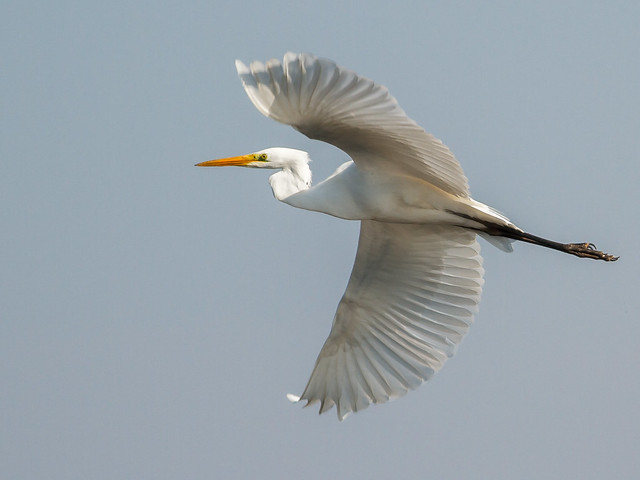 Great White Egret in Flight No. 7 - Silberreiher im Flug Nr. 7 (Joe)