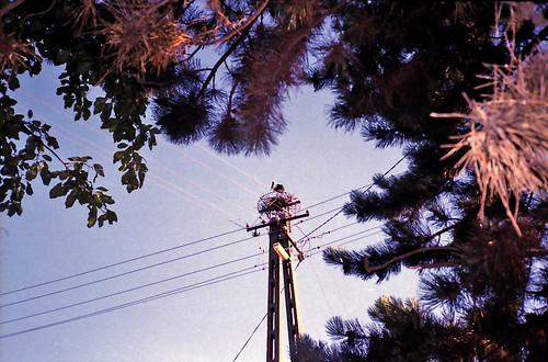 stork nest bird hungary poroszló tisza tree sky outdoor outside landscape animal lomo olympus analog film rural rurallife