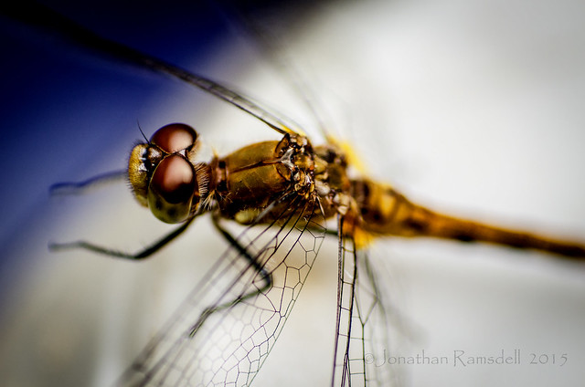 Dragonfly