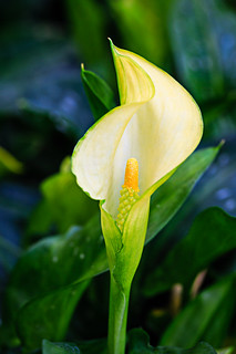 Calla lily | A fresh calla lily in the Bellagio conservatory… | John ...