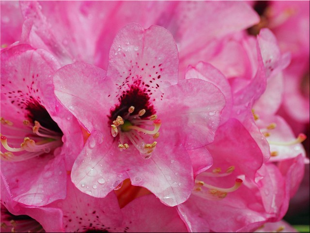 Die  ersten  Rhododendronblüten