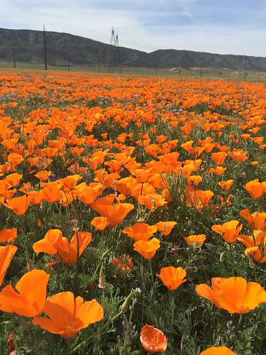 california stateflower golden poppy lancaster antelopevalley ca ©karolfranks okarolyahoocom mojave desert