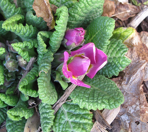 Peeking Out! | by qt flickr