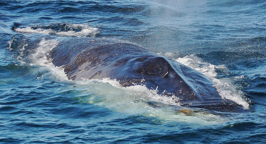 Fin whale. The 2nd largest animal on earth | Jim Gresham | Flickr