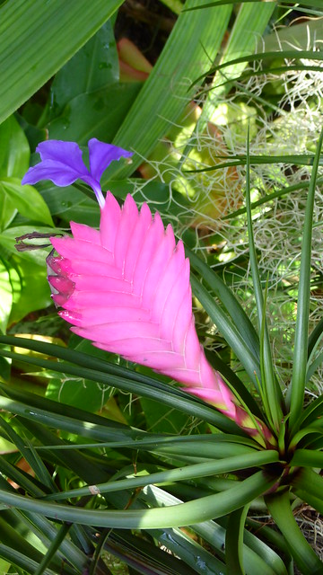 Tillandsia aka Tillandsia cyanea at Tropical Coonservatory at Marie Selby Botanical Gardens in Sarasota, FL