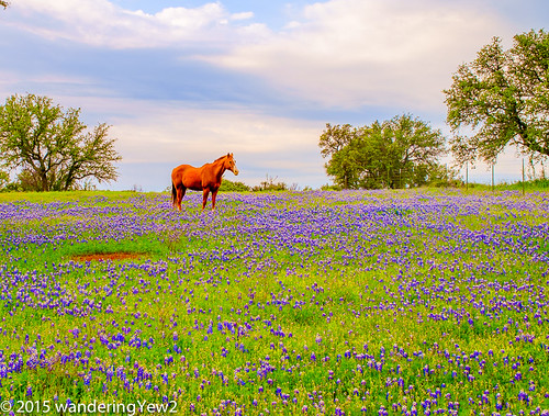 horse flower texas bluebonnet hillcountry wildflower texaswildflowers texashillcountry fujixpro1