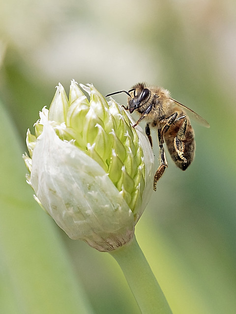 Honeybee's ascending on the Leek Flower