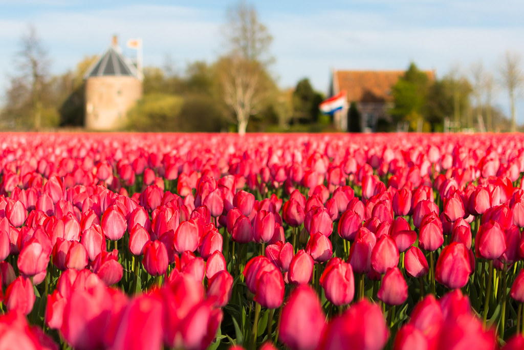 Tulip field - 't Huys Dever, Lisse, The Netherlands.