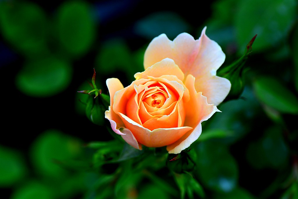 rose | cem danisger | Flickr