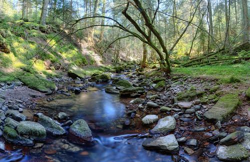tree water creek forest stream natur bach landschaft badliebenzell monbachtal bachlauf waldlandschaft monakam monbach